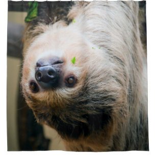 Sloth 001