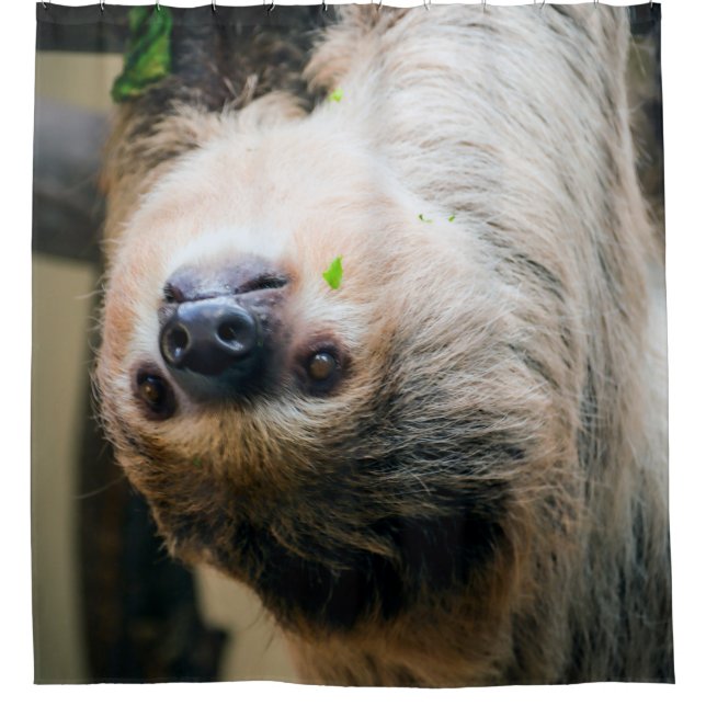 Sloth 001 (Front)