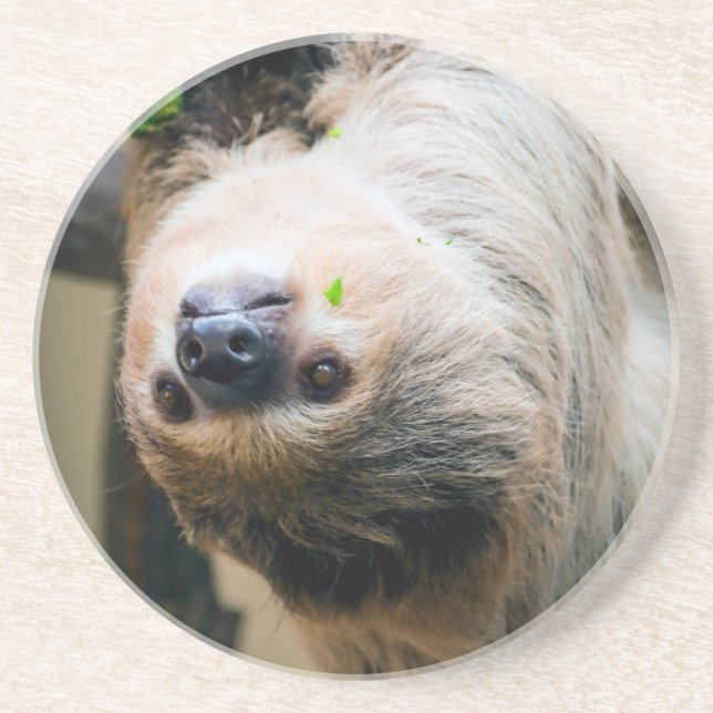 Sloth 001 coaster (Front)