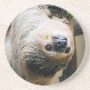 Sloth 005 coaster
