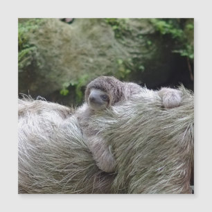 Sloth_20171104_by_JAMFoto