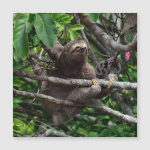 Sloth_20171106_by_JAMFoto