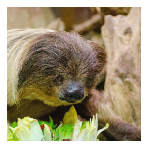 Sloth_20171107_by_JAMFoto Photo Print