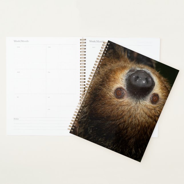 Sloth à deux doigts du Sud (Devant avec enveloppe)