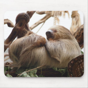 Sloth animal cute. mouse pad