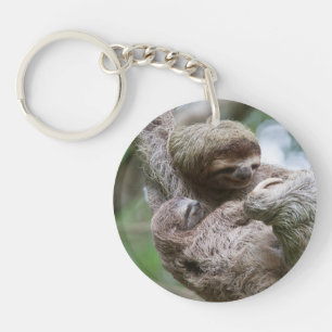 Sloth Baby avec mère pendre d'un arbre