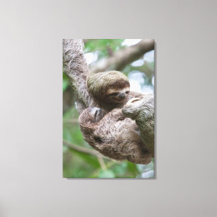 Sloth Baby with Mother Hanging from a Tree Canvas Print