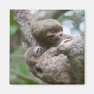 Sloth Baby with Mother Hanging from a Tree Magnet