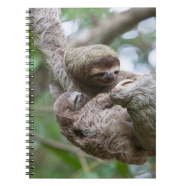 Sloth Baby with Mother Hanging from a Tree Notebook (Front)