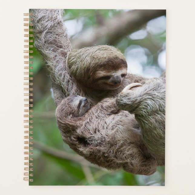 Sloth Baby with Mother Hanging from a Tree Planner (Front)