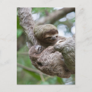 Sloth Baby with Mother Hanging from a Tree Postcard