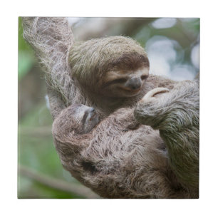 Sloth Baby with Mother Hanging from a Tree Tile