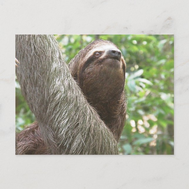 Sloth Climbing Postcard (Front)