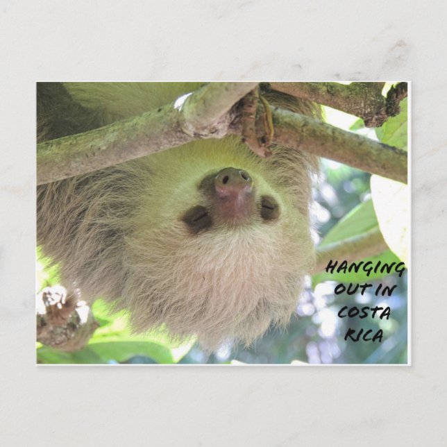Sloth Hanging Around in Costa Rica Postcard (Front)