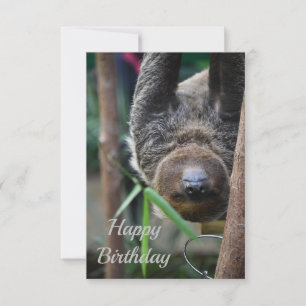 Sloth Hanging Out Edinburgh Zoo Card