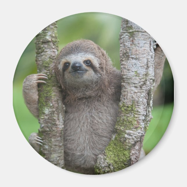 Sloth magnet (Front)