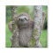 Sloth magnet