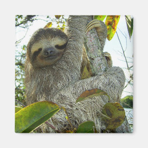 Sloth Magnet