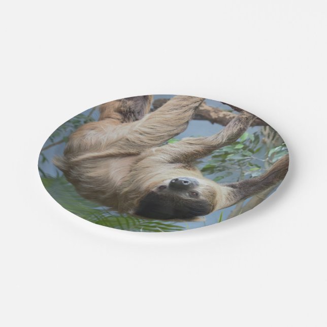 Sloth Paper Plates (Angled)