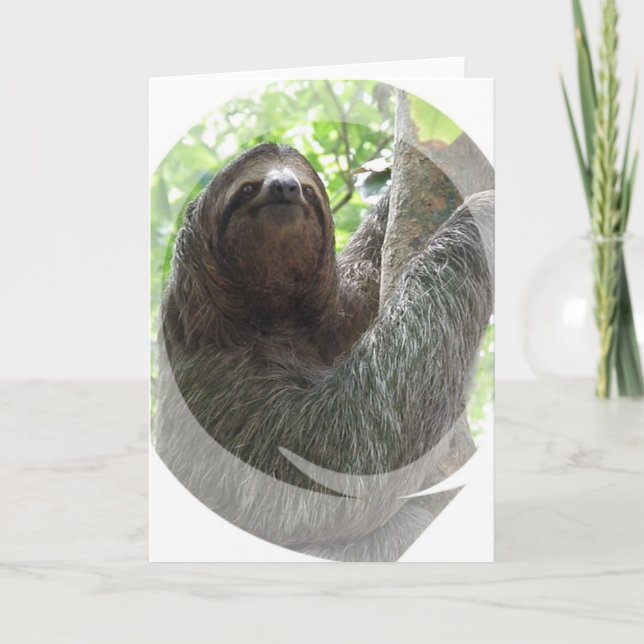 Sloth Photo Design Greeting Card (Front)
