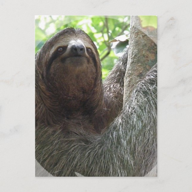 Sloth Photo Design Postcard (Front)