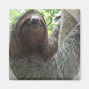 Sloth Photo Design Square Magnet