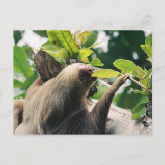 Sloth Postcard