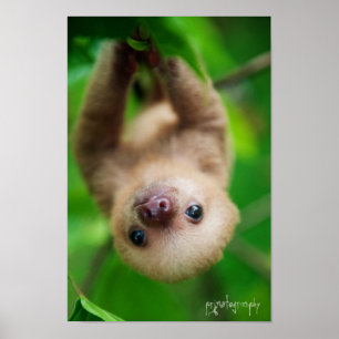 Sloth Poster