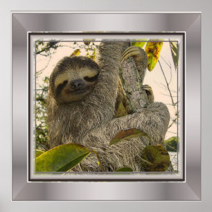 sloth poster