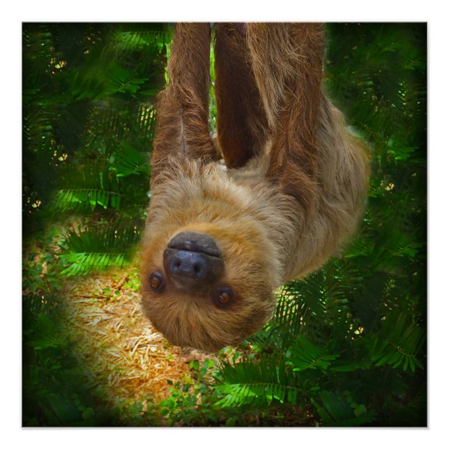 Sloth Rainforest Poster (Front)