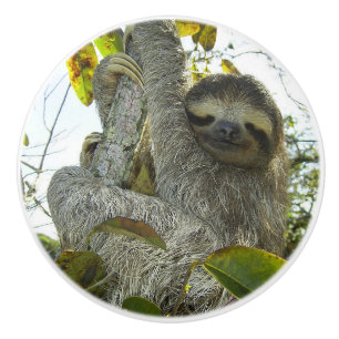 Sloth Up A Tree Ceramic Knob