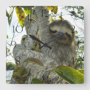 Sloth Up A Tree Square Wall Clock