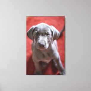 Slovakian Rough Haired Pointer 2 Canvas Print