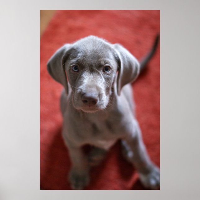 Slovakian Rough Haired Pointer 2 Poster (Front)