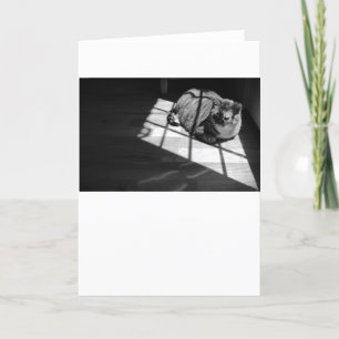 Slow Days, card