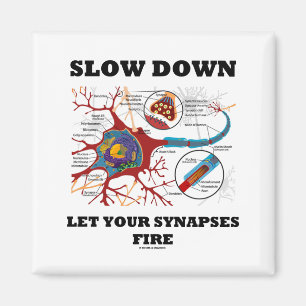 Slow Down Let Your Synapses Fire Neuron / Synapse Magnet