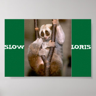 Slow Loris Poster