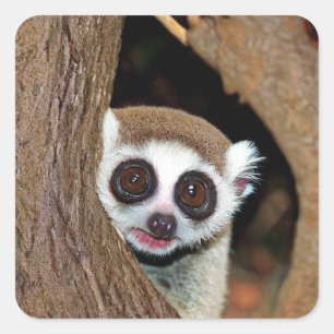 Slow Loris Square Sticker