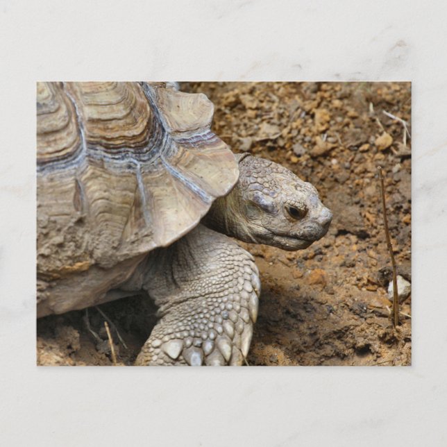 Slow  postcard (Front)