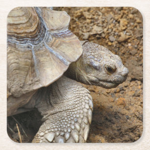 Slow Square Paper Coaster