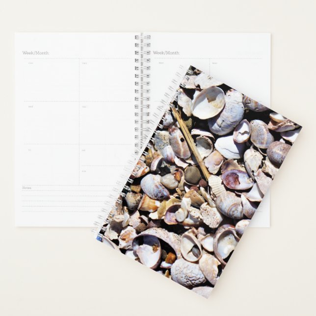 Sm Planner Seashells (Display)
