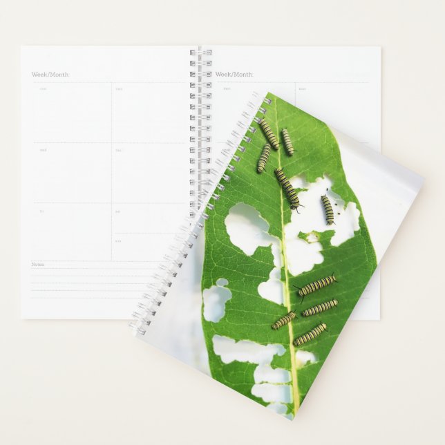 Sm Planner Tiny Monarch Caterpillars (Display)