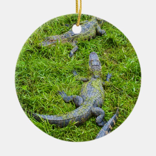 Small Alligators Basking Ceramic Ornament (Front)
