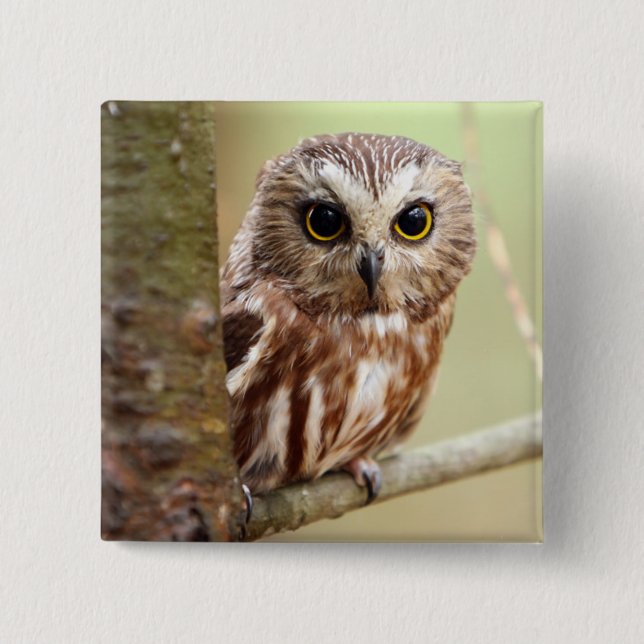 Small Baby Owl | Ontarios 2 Inch Square Button (Front)