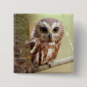 Small Baby Owl   Ontarios 2 Inch Square Button
