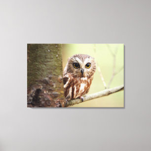 Small Baby Owl Ontarios Canvas Print