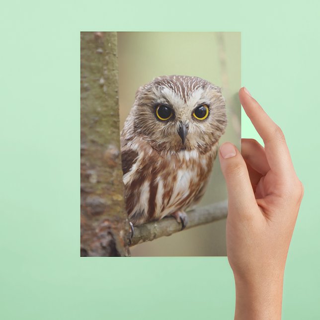 Small Baby Owl | Ontarios Postcard (Person holding postcard)