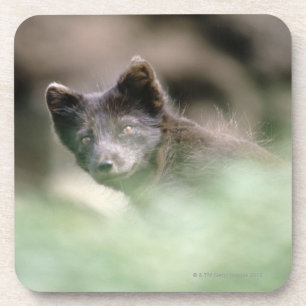 Small Black Wolf Coaster