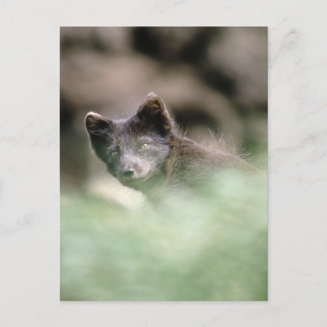 Small Black Wolf Postcard (Front)