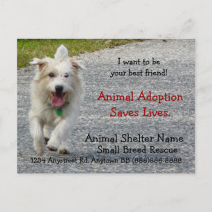 Small Breed Dog Rescue Handout Postcard